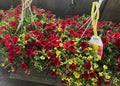 2 for $70 Flower Hanging Basket