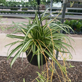 10" Spider Plant Hanging Basket