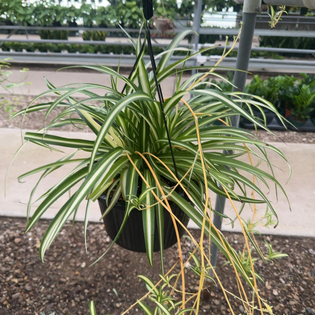 10" Spider Plant Hanging Basket