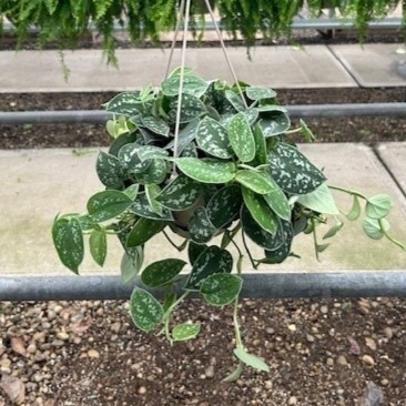 6" Scindapsus Silver Satin Hanging Basket