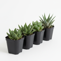 Assorted haworthia succulents in 2-inch nursery pots