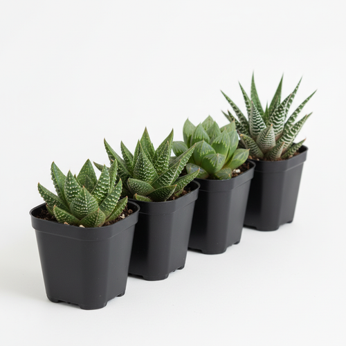 Assorted haworthia succulents in 2-inch nursery pots